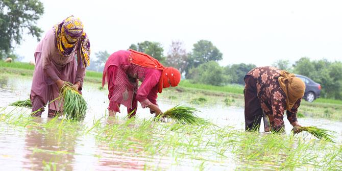GRAISEA_Pakistan_women transplanting rice